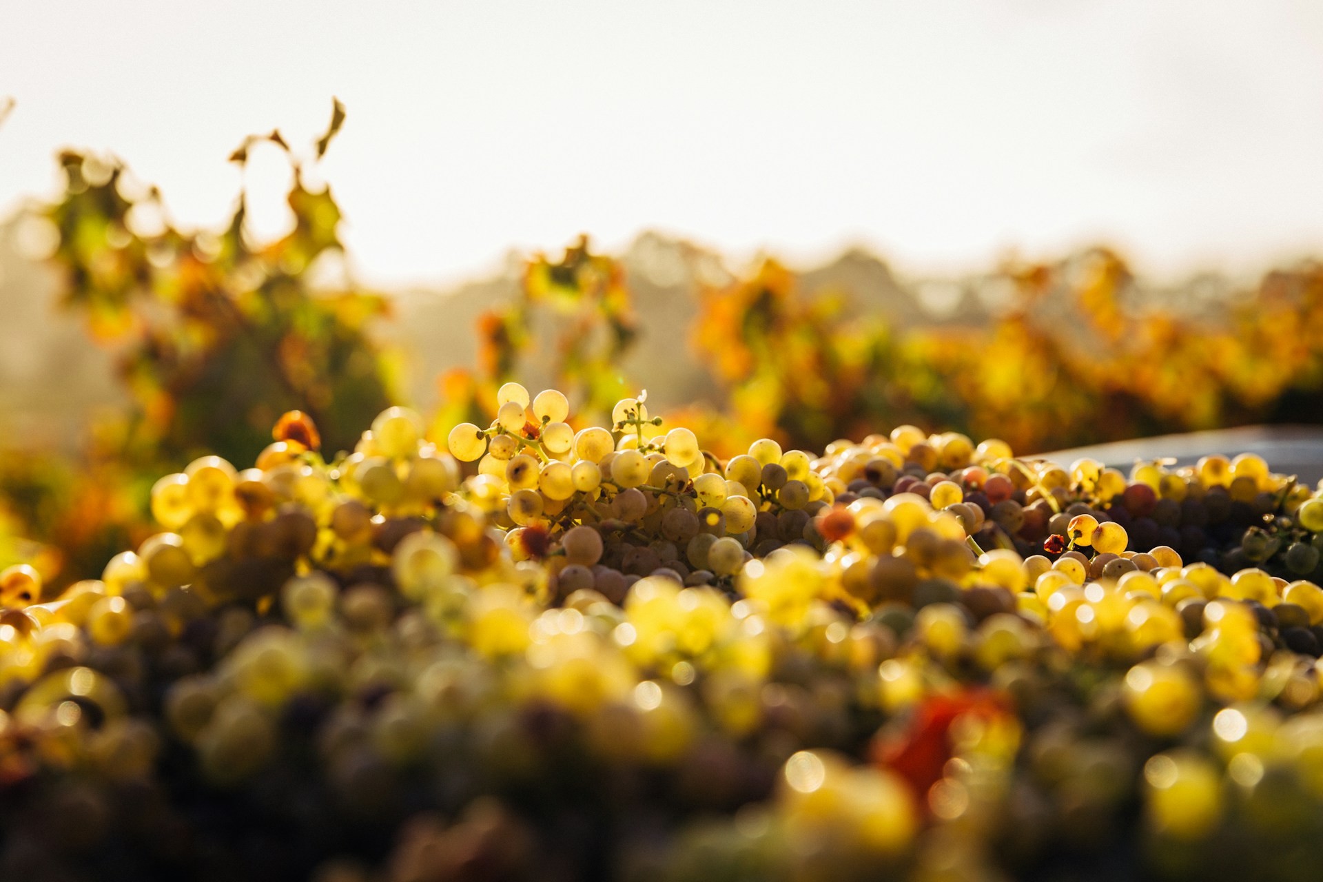 Les Vendanges: France’s Golden Autumn Ritual